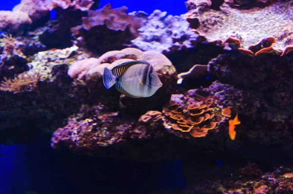 Vissen in een aquarium op de rode zee — Stockfoto