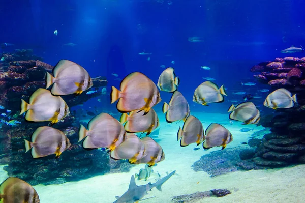 Vissen in een aquarium op de rode zee — Stockfoto