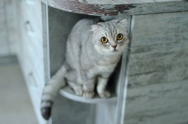 Evcil bir kedinin portresi