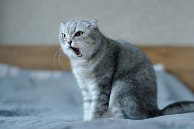 Evde yatakta oturmuş miyavlayan kedi.