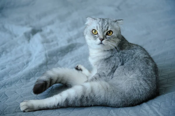 Retrato Gato Doméstico — Foto de Stock