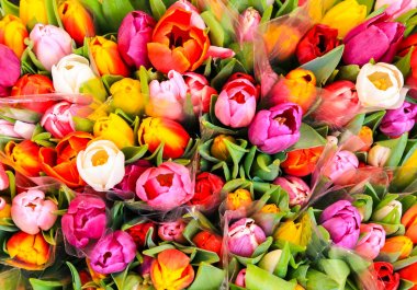 Bouquet of multicolored Tulips clipart