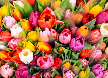 Bunch of multicolored Tulips clipart