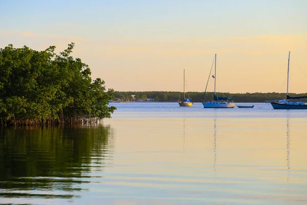 Barche a vela e mangrovie — Foto Stock