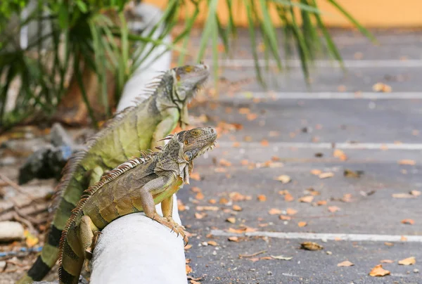 Dragons sur un trottoir — Photo