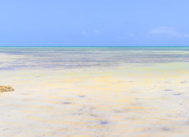 Atlantik sığ sularda