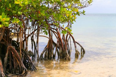 Mangroves in the Florida Keys clipart