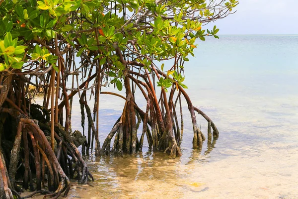 Mangroven in den Florida Keys — Stockfoto