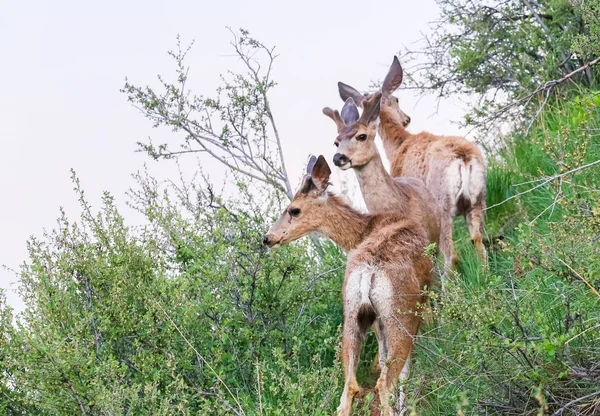 Les Cerfs Communs De Mule Drôles Opposent La Verticale Avec L