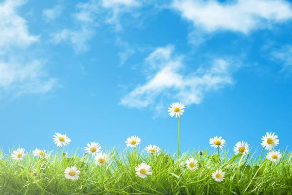 Cute Daisies in Grass with Blue Sky and Clouds — Stock Photo, Image