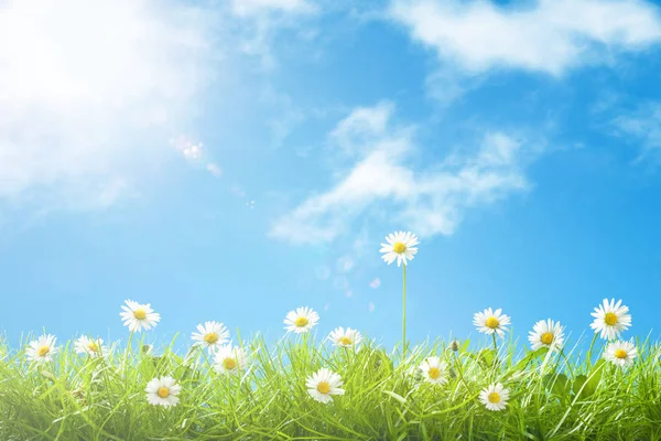 Cute Daisies in Grass with Blue Sky and Clouds and Copy Space — Stock Photo, Image