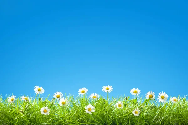 Border of Sweet Daisies in Green Grass with Clear Blue Sky — Stock Photo, Image