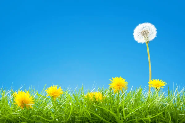 Lato / scena z zielonej trawie wiosną i jasne błękitne niebo - słodki mniszek lekarski — Zdjęcie stockowe