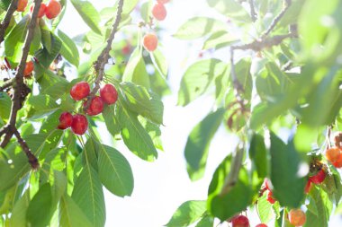 Kiraz bir ağacındaki bir güzel ve güneşli yaz gününde