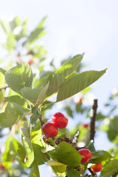 Cerezas en un árbol en un día de verano agradable y soleado —  Fotos de Stock