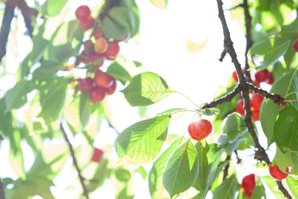 Cerezas en un árbol en un día de verano agradable y soleado — Foto de Stock