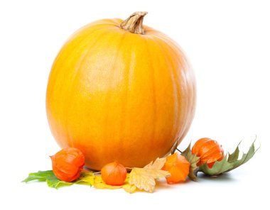 Bir tek, izole kabak yaprakları ve beyaz arka plan üzerinde physalis çiçekler ile stüdyo vurdu.