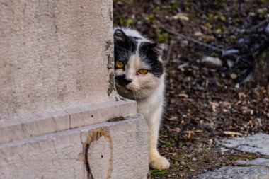 Ürkek ve korkmuş bir siyah beyaz kedi köşede saklanıp kameraya dikkatle bakıyor.