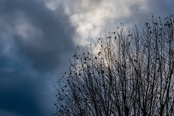 Ramos de árvores sem folhas no inverno contra o fundo do céu nublado — Fotografia de Stock