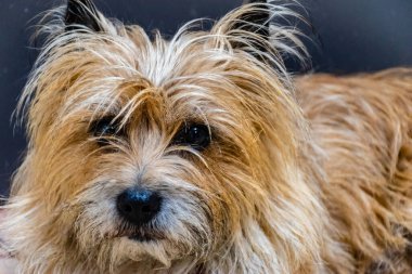 A close-up portrait of a cute old mixed-breed long-haired dog looking attentively at camera