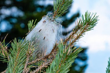 A caterpillar tent with several visible caterpillars crawling on a branch of a pine tree