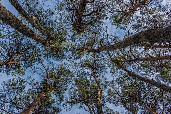 Ένα πευκοδάσος εικονογράφηση: ψηλά πεύκα πυροβόλησε έδαφος επάνω — Φωτογραφία Αρχείου