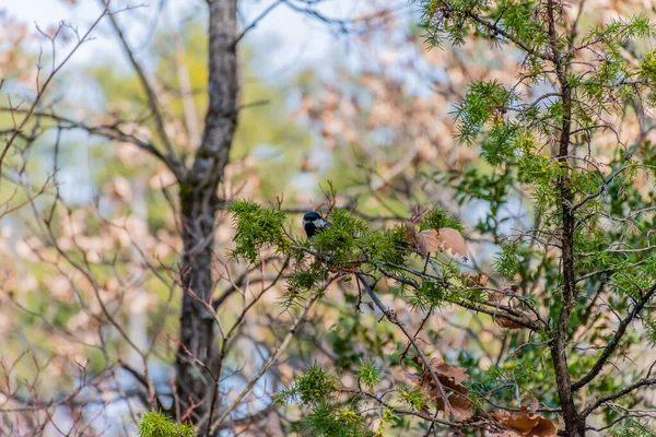 Большая синица, сидящая на ветке дерева, длинный / широкий снимок в лесу, скрывающемся за листвой, глядя в камеру — стоковое фото