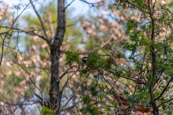 En stor tutte sittande på en trädgren lång / bred skott i en skog som gömmer sig bakom lövverk — Stockfoto