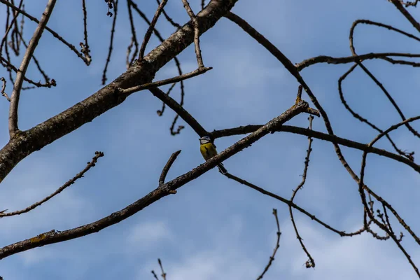 Um tiro longo / largo de uma mama azul eurasiana pousando em um galho de árvore sem folhas contra o fundo do céu azul no inverno — Fotografia de Stock