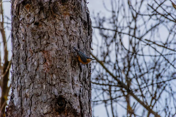 A long / wide shot of a Eurasian nuthatch bird sitting on the tree trunk — стоковое фото