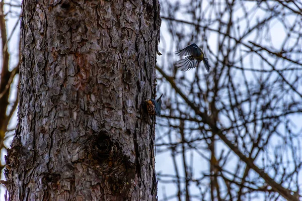 Евразийская птица, сидящая на стволе дерева, сражается с другим евразийским натэтчем, прогоняя его. — стоковое фото