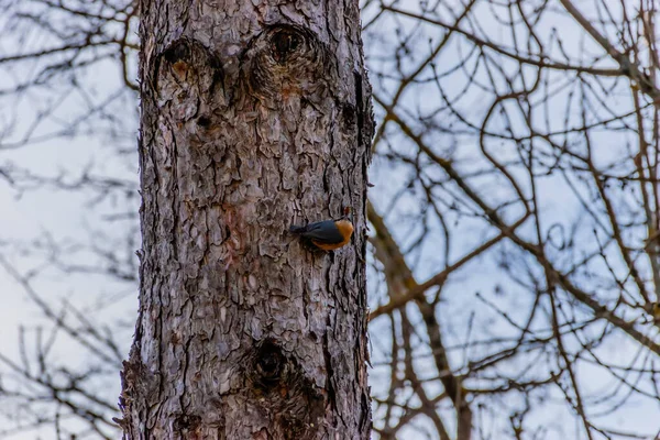 Ένα μακρινό / ευρύ πλάνο ενός ευρασιατικού nuthatch πουλί κάθεται στον κορμό του δέντρου — Φωτογραφία Αρχείου