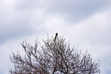 Bir saksağan kışın bulutlu gökyüzüne karşı bir şehir parkında verimsiz bir ağaç dalının tepesine tünemiş.)