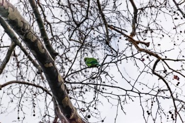 Kışın bir parkta yapraksız bir ağaç dalına tünemiş yeşil bir papağan (Marsilya, Fransa)
