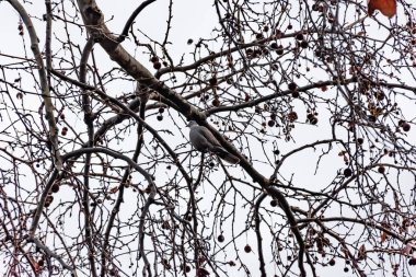 Avrasyalı bir güvercin kışın bir parktaki bir ağaç dalına tünemiş (Marsilya, Fransa)