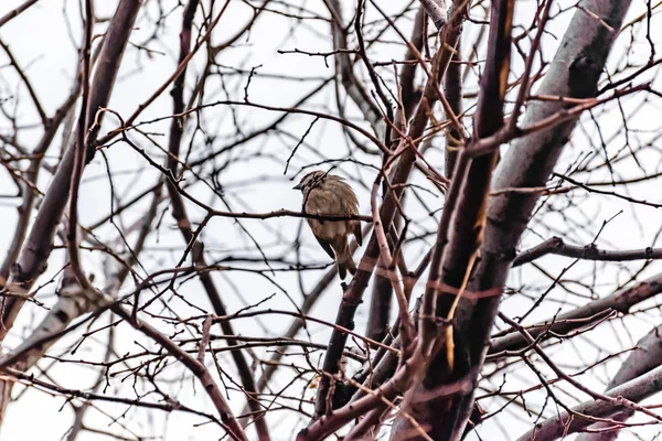 Pardal Macho Pousando Ramo Árvore Sem Folhas Parque Cidade Inverno — Fotografia de Stock