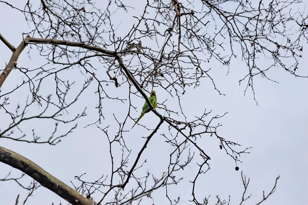 Papagaio Verde Empoleirado Ramo Árvore Sem Folhas Parque Inverno Marselha — Fotografia de Stock