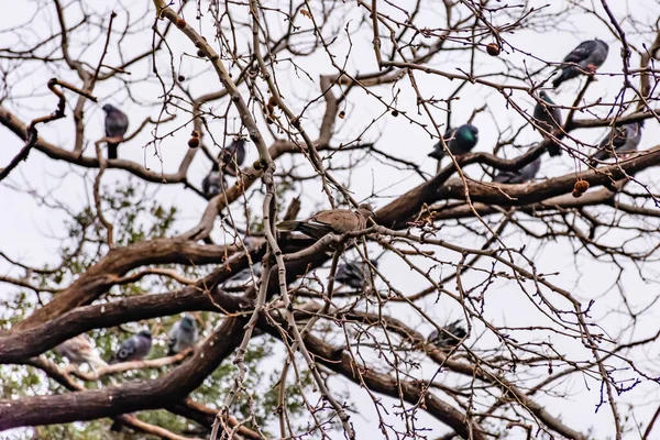 冬には公園の木の枝に数多くの鳩やその他の鳥を背景に カメラを見て倒れるユーラシア色の鳩 フランス マルセイユ — ストック写真
