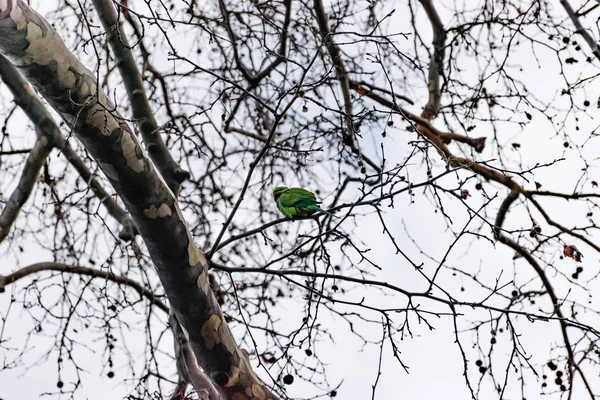 Ein Grüner Papagei Der Winter Auf Einem Blattlosen Ast Einem — Stockfoto