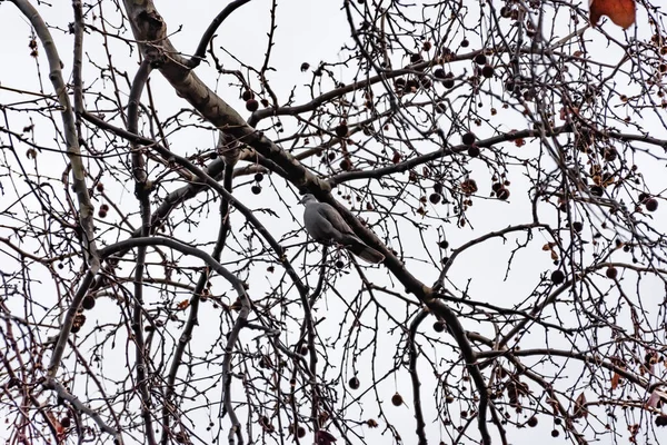 Eine Eurasische Halstaube Die Winter Auf Einem Ast Einem Park — Stockfoto