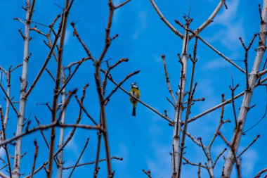 Avrasya mavisi bir memenin uzun / geniş açılı görüntüsü yapraksız bir ağaç dalına tünemiş kışın mavi gökyüzünün arka planına karşı.