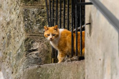 Sokakta duran üzgün bir kızıl ve beyaz sokak kedisinin gizli bir fotoğrafı.