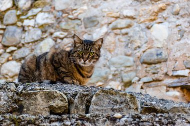 Kızgın bir sokak kedisi taş bir duvarda otururken kameraya bakıyor.