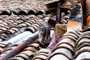 Genç, gri bir sokak kedisinin gizli bir görüntüsü eski bir çatıya gizlice girip kameraya bakarken ürktü.