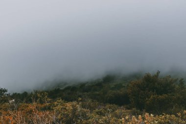 Düşük Fransız Alp Dağları 'nda sisli bir sabahta, bulutun altında yeşil ormanlarla kaplı bir dağ.