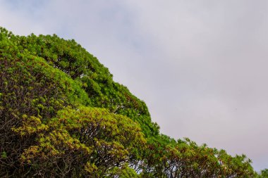 Arka planda bulutlu gökyüzü ile Akdeniz bölgesinde büyüyen egzotik spagettlerin geniş açı çekimi