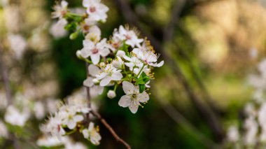 Prunus spinosa 'nın (siyah diken ya da yamaç) çiçeklerinin yakın plan çekimi.