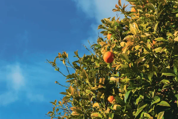 Zbliżenie Drzewa Mandarynek Pomarańczowo Klementynkowego Tle Niebieskiego Nieco Pochmurnego Nieba — Zdjęcie stockowe