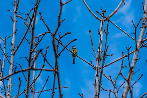冬の青空を背景に チラシの木の枝に垂れるユーラシアブルーのティットの長 幅の角度ショット — ストック写真