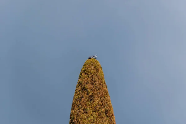 暗い灰色の空を背景に 暖かい日差しの下で木の上に立つ鳩 — ストック写真